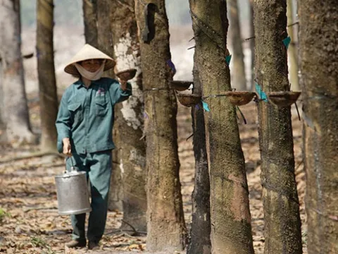 Cao su Hòa Bình ghi nhận doanh thu vượt kế hoạch