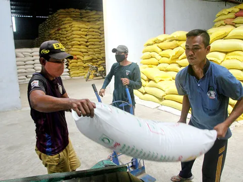 Gạo ST24, ST25 bị đăng ký nhãn hiệu ở Úc, Việt Nam triển khai biện pháp khẩn cấp