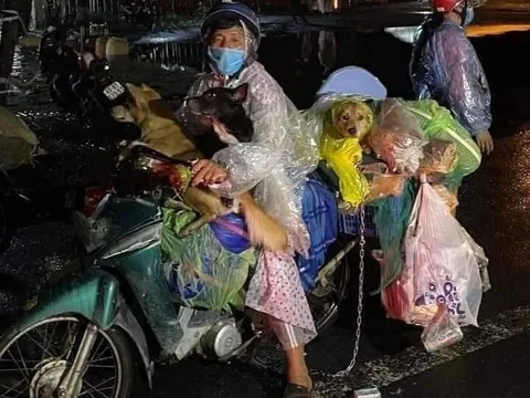 Vì sao Cà Mau tiêu hủy 15 con chó, mèo từng gây xúc động?