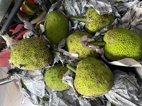 Quả lạ miền Tây tràn ra Hà Nội: Ngoài trông như mít, trong lại giống khoai