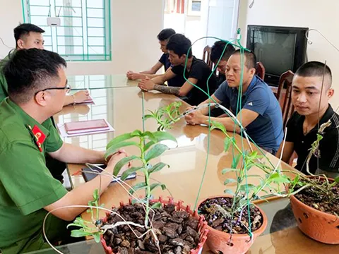 Lan đột biến: Chỗ đứng nào cho “Thần tiên tỉ tỉ”?