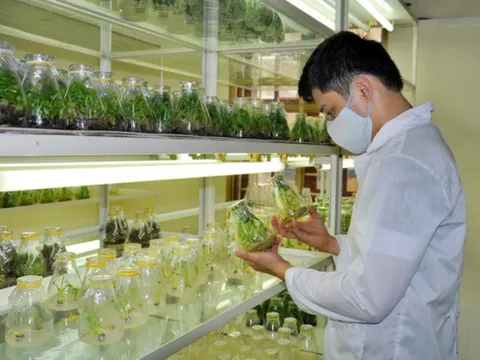 Các trường hợp bắt buộc chuyển giao quyền sử dụng giống cây trồng được bảo hộ